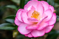 Người sinh vào 3 tháng Âm lịch này, năm 2025 sung túc