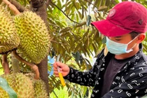 Nghề độc lạ: Ngửi mùi loại quả lắm gai kiếm tiền triệu mỗi ngày