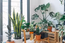 Cây cảnh trồng trong nhà chiêu may rước lộc, sạch bong khói thuốc 