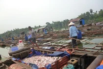 Cá chết trắng sông, người dân mất hàng tỷ đồng