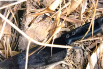 Kẻ cuồng ghen đâm chết “người tình trong mộng” rồi tự sát