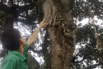 Sự thật đồn thổi vong hóa nấm linh chi ở Hải Dương