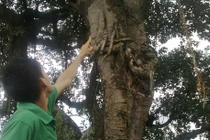 Sự thật đồn thổi vong hóa nấm linh chi ở Hải Dương