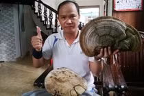 Nấm linh chi “khủng” tại cây đa Hải Dương là “quốc bảo“