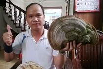 Phát hiện nấm linh chi “khủng” trên cây đa ở Hải Dương