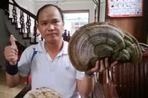 Phát hiện nấm linh chi “khủng” trên cây đa ở Hải Dương