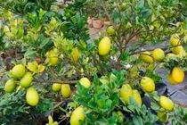 View - Loại cây được ví như "vàng đen", cho quả 20 triệu/kg | Báo Tri thức và Cuộc sống - TIN TỨC PHỔ BIẾN KIẾN THỨC 24H