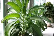 Top 5 cây cảnh đuổi vận xui, quăng quật tơi tả vẫn sống tốt