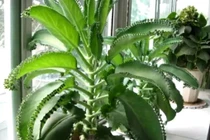 Top 5 cây cảnh đuổi vận xui, quăng quật tơi tả vẫn sống tốt