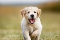 3 con giáp âm thầm bứt phá, giàu bùng nổ trước Tết 2025