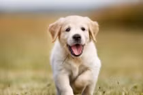 3 con giáp âm thầm bứt phá, giàu bùng nổ trước Tết 2025