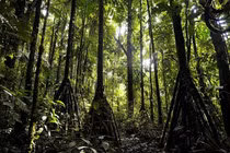  Kỳ lạ loài cây có chân, 'đi bộ' hàng chục mét mỗi năm