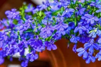 Cây cảnh chữa lành, nở ngàn hoa xanh da trời lung linh, huyền ảo