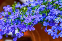 Cây cảnh chữa lành, nở ngàn hoa xanh da trời lung linh, huyền ảo