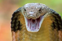 Hoảng hồn phát hiện 'quái thú' rình mò ngoài cửa