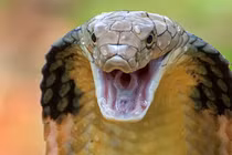 Hoảng hồn phát hiện 'quái thú' rình mò ngoài cửa