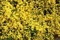 9 cây cảnh giữ nhà, chiêu lộc, nở hoa đẹp như mơ