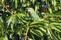 Tại sao rừng nhiệt đới Amazon lại có nhiều loại cây ăn được? 