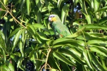 Tại sao rừng nhiệt đới Amazon lại có nhiều loại cây ăn được? 