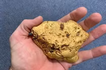 Dạo chơi trên cánh đồng, lóa mắt thấy cục vàng khủng 2,5 tỷ đồng