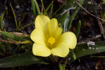 Loài hoa tưởng tuyệt chủng 42 năm bất ngờ 'tái xuất'