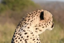 Loài báo săn khổng lồ nhất thế giới từng hiện diện trên Trái Đất