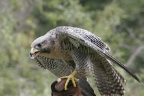 Động vật lười nhất hành tinh và những kỷ lục đáng gờm khó tin