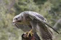 Động vật lười nhất hành tinh và những kỷ lục đáng gờm khó tin