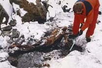 Cái chết bí ẩn của người băng Oetzi, chuyên gia bù đầu giải mã