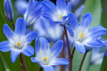 Người sinh vào 3 ngày Âm lịch này, số cả đời may mắn