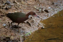 Kinh ngạc loài chim 'hồi sinh' sau 136.000 năm tuyệt chủng