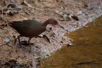 Kinh ngạc loài chim 'hồi sinh' sau 136.000 năm tuyệt chủng