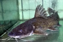 Loài cá dữ chứa độc tố nhưng vẫn được săn lùng ráo riết vì...