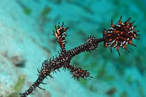 Ngỡ ngàng loài cá hệt rong biển, có tên trong Sách Đỏ Việt Nam