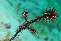 Ngỡ ngàng loài cá hệt rong biển, có tên trong Sách Đỏ Việt Nam