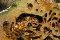 Loài thực vật cộng sinh với kiến, có tên trong Sách Đỏ Việt Nam