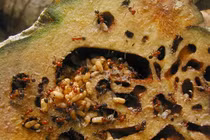 Loài thực vật cộng sinh với kiến, có tên trong Sách Đỏ Việt Nam