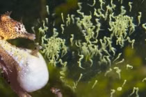 Kỳ lạ loài động vật con đực mang thai, sinh con