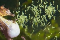 Kỳ lạ loài động vật con đực mang thai, sinh con