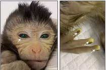 Lộ diện khỉ lạ mắt xanh, ngón tay phát sáng kỳ quái 