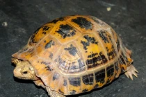 Rùa vàng người dân giao nộp ở Huế: Loài cực quý