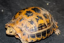 Rùa vàng người dân giao nộp ở Huế: Loài cực quý