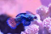 Top 7 loài động vật sặc sỡ nhất hành tinh, ngỡ ngàng số 4