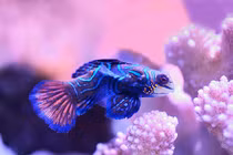 Top 7 loài động vật sặc sỡ nhất hành tinh, ngỡ ngàng số 4