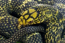 Bí ẩn loài rắn không độc nhưng vẫn được mệnh danh là 'Vua rắn'