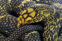 Bí ẩn loài rắn không độc nhưng vẫn được mệnh danh là 'Vua rắn'