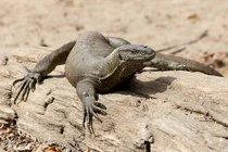  Một hòn đảo ở Việt Nam sở hữu nhiều động vật quý hiếm