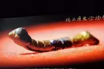 Đi câu cá vớt được 'báu vật', choáng váng khi biết giá trị thực