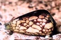 8 loài động vật độc nhất thế giới, số 1 không ngờ tới