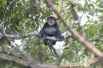 Chà vá chân đen được phát hiện ở Bình Thuận: Loài trong Sách đỏ